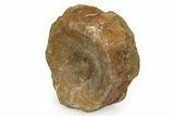 Fossil Ichthyosaur (Brachypterygius) Vertebra - England #351053-2